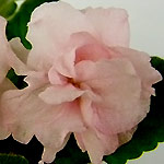 Розовый Салют (Макуни)